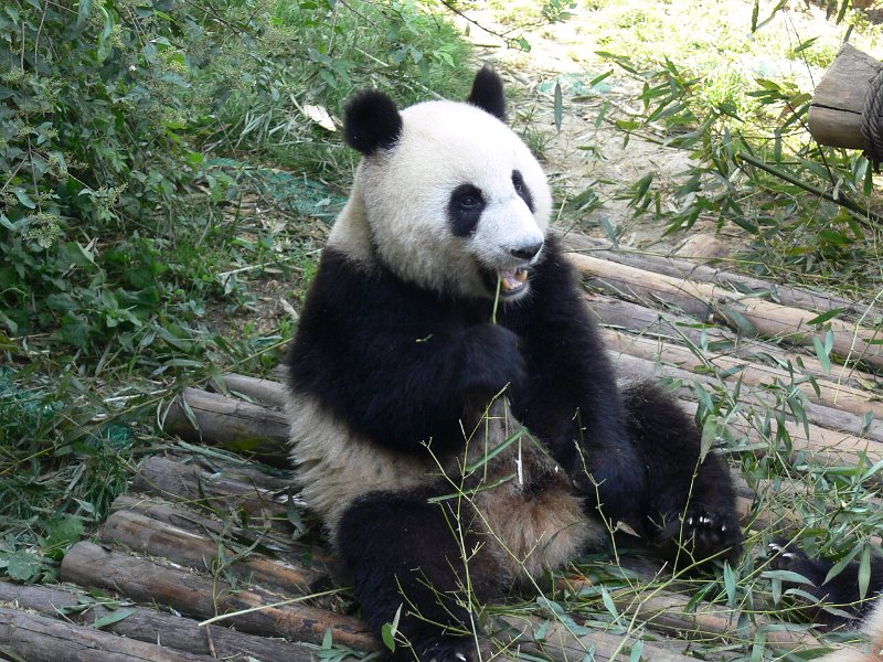 Pandas (024).jpg